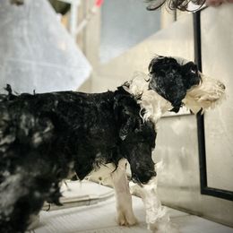 Bearded Collie and Border Collie Puppies from Beloved Bearded & Border Collies