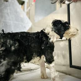 Bearded Collie and Border Collie Puppies from Beloved Bearded & Border Collies