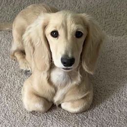 Hope - Dachshund