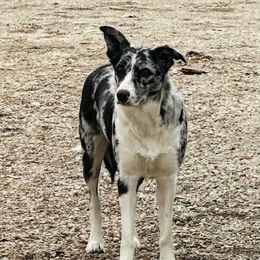 Tashi - Border Collie