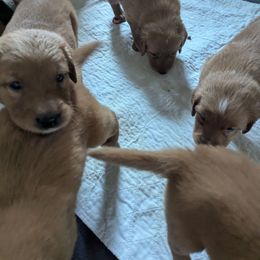 Eggplant (male 5) - Dark golden male Golden Retriever puppy in Wendell, Minnesota from Floden Farm Golden Retrievers