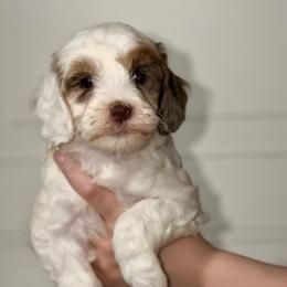 Faith - Tri Parti Blue Merle - Merle female Australian Labradoodle puppy in Beecher, Illinois from Erica’s Doodles