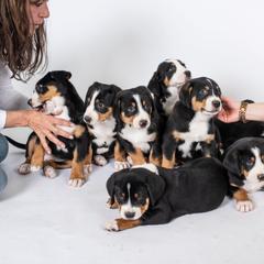 Greater Swiss Mountain Dog Puppies from Hidden Hill Greater Swiss Mountain Dogs