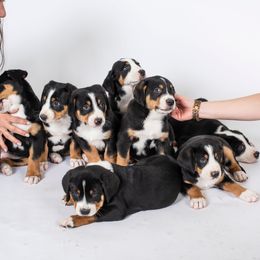 Greater Swiss Mountain Dog Puppies from Hidden Hill Greater Swiss Mountain Dogs