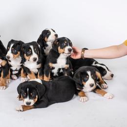 Greater Swiss Mountain Dog Puppies from Hidden Hill Greater Swiss Mountain Dogs