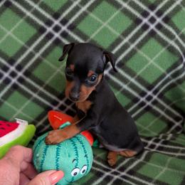 Unnamed so far - Black and rust male Miniature Pinscher puppy in Little River, South Carolina from Cheristar