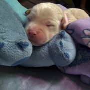 Nani - Cream female Whoodle puppy in Gladewater, Texas from Kalin’s K9s
