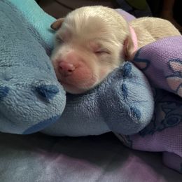 Nani - Cream female Whoodle puppy in Gladewater, Texas from Kalin’s K9s