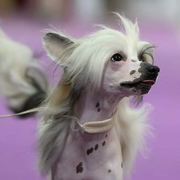 Chinese Cresteds and Russian Tsvetnaya Bolonkas from BiJou Kennels