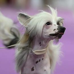 Chinese Cresteds and Russian Tsvetnaya Bolonkas from BiJou Kennels