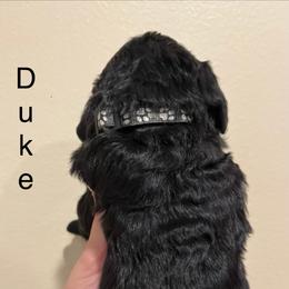 Poodle Puppies from Semmy’s standard Poodle