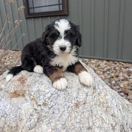 Zuma - Tri-color male Bernedoodle puppy in Beach City, Ohio from Blue Cloud Doodles
