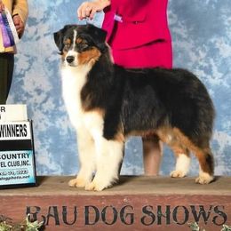 Crackers - Australian Shepherd