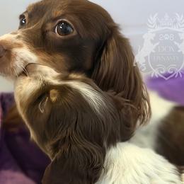 Dachshund Puppies from 208 Dox Dynasty