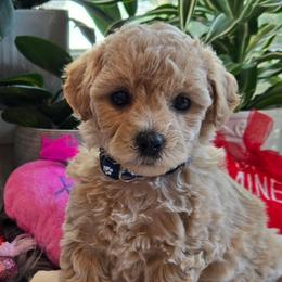 Slate Blue  Collar- Sky - Cream male Assorted Doodle Crosses puppy in Upland, California from IDREAMOFPUPPIES
