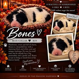 Bones - Black and white male Aussiedoodle puppy in Taylor, Missouri from Pawsitively Doodles