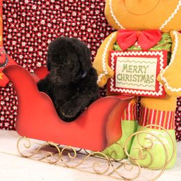 Bagel - Silver male Poodle puppy in Peyton, Co, Usa, Colorado from Peyton Poodles