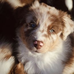 Australian Shepherd Puppies from Tru Blu Aussies