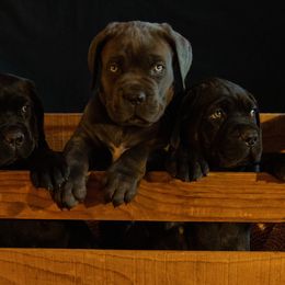 Cane Corso Puppies from RiverStone Gardens