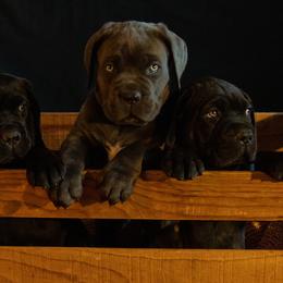 Cane Corso Puppies from RiverStone Gardens