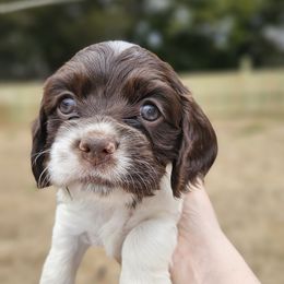 Cocker Spaniel Puppies from Susanna's Cockers