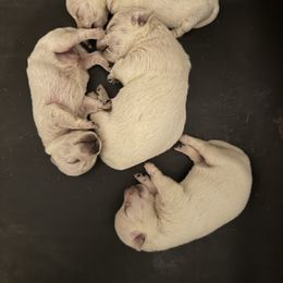 2 - White male West Highland White Terrier puppy in Prudenville, Michigan from Randy Ellen West Highland White Terriers of Michigan