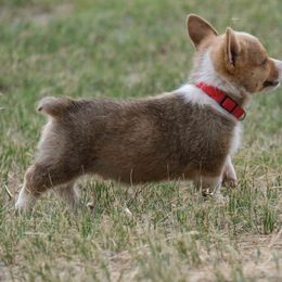 Pembroke Welsh Corgi Puppies from Country Corgis