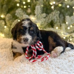 Sugarplum (female) - Tri-color female Bernedoodle puppy in Bellville, Ohio from Bernedoodle Buddies