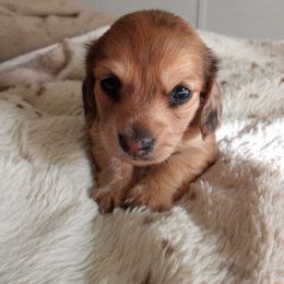 Dachshund Puppies from Em-Me's Royal 'n Loyal Dachshunds