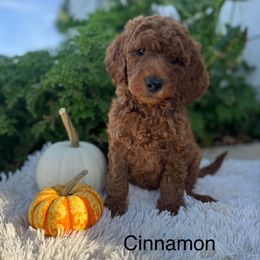 Cinnamon - Red  female Goldendoodle puppy in Oxford, Pennsylvania from FriendlyPals