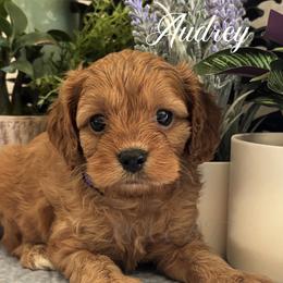 Audrey - Red female Cavapoo puppy in Grove, Oklahoma from Rocky Oak Cavaliers & Biewer Terriers LLC