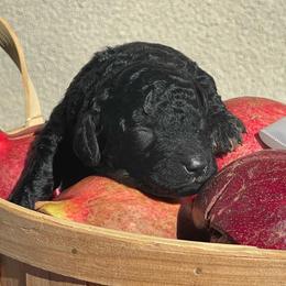 Guinness - Black male Labradoodle puppy in St George, Utah from Terra's Swann's Kennels