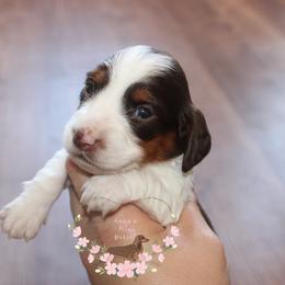 Ember AKC - Piebald female Dachshund puppy in Pope, Mississippi from Anna’s Mini Doxies