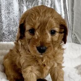 Cavapoo Puppies from Rosie’s Pups MN