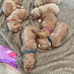 Goldendoodle Puppies from Doodle Life Goldendoodles