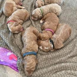 Goldendoodle Puppies from Doodle Life Goldendoodles