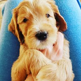 Goldendoodle Puppies from Doodle Devotion
