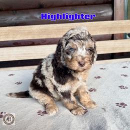 Highlighter - Chocolate merle male Bernedoodle puppy in Banner Elk, North Carolina from Walnut Tree Bernedoodles