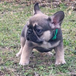 Prince charming - Fawn male French Bulldog puppy in Homestead, Florida from BackyardfinestBullys