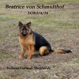 Beatrice von Schmidthof - Black and tan German Shepherd puppy in Chrisney, Indiana from Indiana German Shepherds