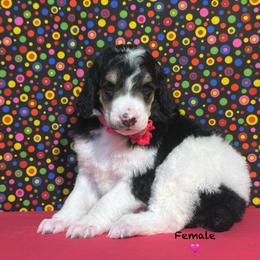 Pink - Black female Poodle puppy in Houma, Louisiana from Smart Azz Poodles