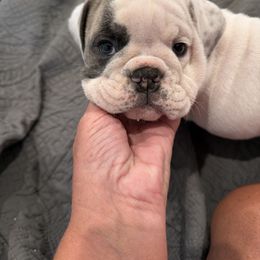 Bulldog Puppies from Barden family bulldogs