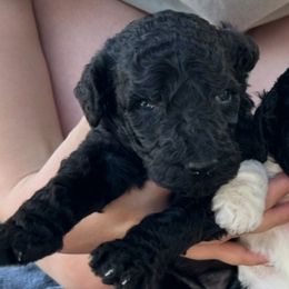 Boy 2 - male Poodle puppy in Rocklin, California from Brienwood Poodles