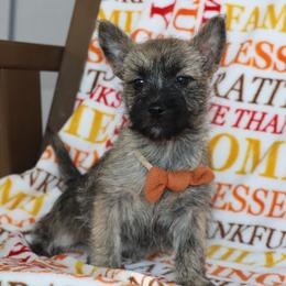 Graham - Brindle male Cairn Terrier puppy in Goshen, Indiana from Linda’s Lovable Pups