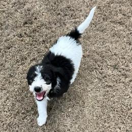 Cupid - Parti male Labradoodle puppy in Monticello, Georgia from Daylin’s Doodles & Labradors