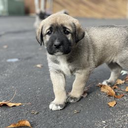 Anatolian Shepherd Dog Puppies from Wild Rooster Family Farm (AKC Anatolians OFA Hips Tested)