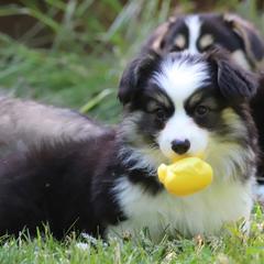 Pembroke Welsh Corgi Puppies from Cosmere Corgis