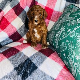 Boy 4 black $500 - Red  Poodle puppy in Siloam Springs, Arkansas from Wanda De La Rosa