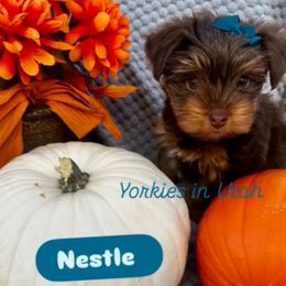 Nestle - Chocolate, tan and white female Yorkshire Terrier puppy in Syracuse, Utah from Yorkies in Utah