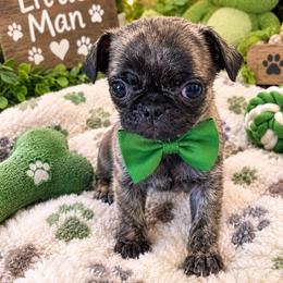 Apollo - Brindle male Pug puppy in Hampstead, North Carolina from Delta pug puppies